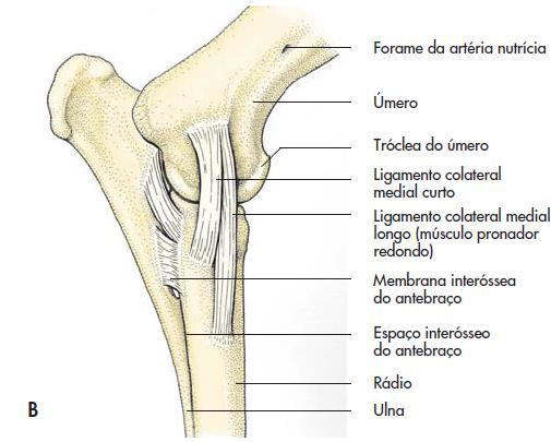 Tomado de: Konig