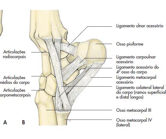 (Anatomia dos