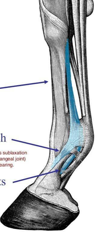 Ligamento interósseo e sesamoides Ligamento Interósseo nasce da superficie palmar do terceiro metacarpiano entre o 2 e 4 Ramos