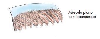 os músculos fusiformes e penados aos ossos, as aponeuroses estão associadas aos