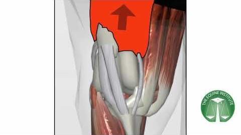 Fixação dorsal da patela https://www.