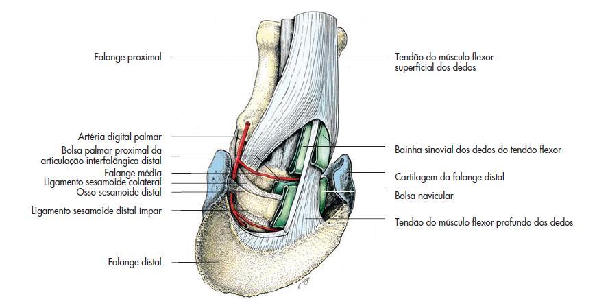 partes do corpo para amortecer e facilitar o contato entre músculos,