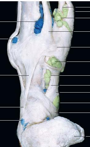 (Anatomia dos