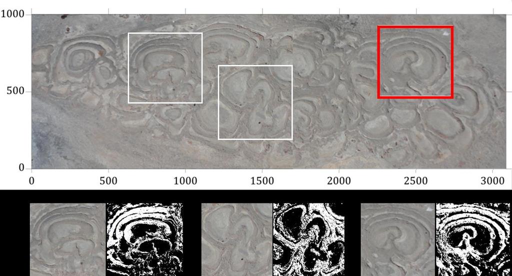 6 A amostra em planta foi recortada digitalmente em duas partes, sendo estas posteriormente reunidas, com o objetivo de remover partes indesejadas (e.g., escala, bordas de outras colônias).