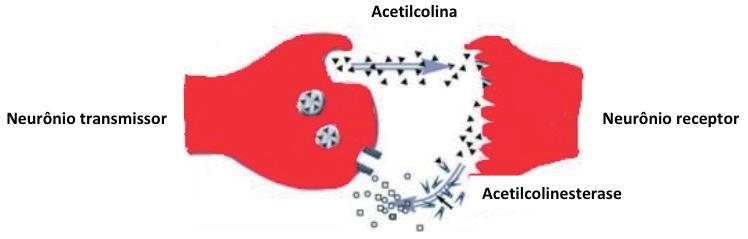 Figura 4-Ação da huperzina A, inibição da acetilcolinesterase e aumento da acetilcolina.