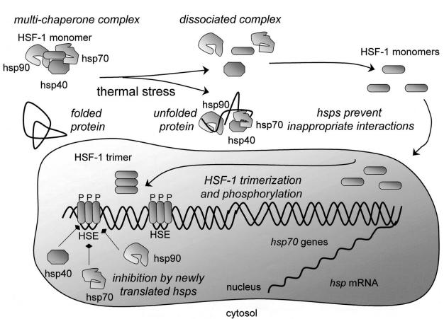 22 Figura 3- Regulação da resposta ao choque térmico. Legenda: Em condições não estressoras, HSF1 é encontrado no citoplasma como um monômero inerte, associado com pelo menos HSP70, HSP90 e HSP40.