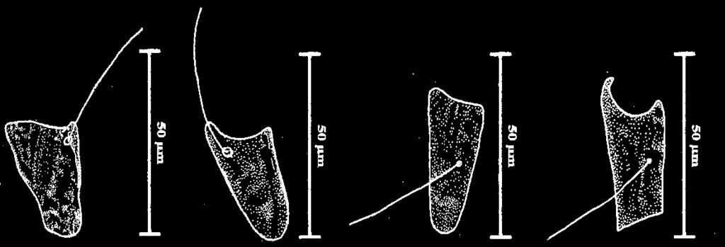 Gnatossoma visão ventral (VV)/