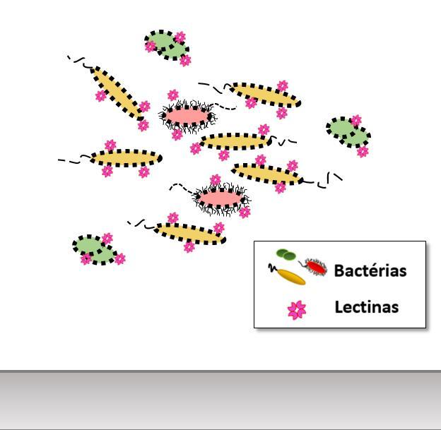 O efeito bactericida promovido por lectinas podem causar a formação de poros na membrana bacteriana, conhecida como um dos mecanismos antibacterianos que permitem a ruptura da barreira de