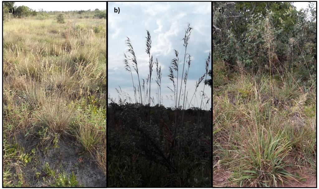 Figura 10- Vista de algumas plantas de gramíneas nativas: a) Loudetiopsis chrysothrix (LC); b) Tristachya leiostachya (TL); c) Panicum sp (PS), na Estação Ecológica de Itirapina, município de