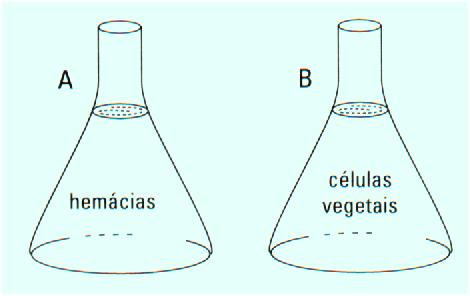 71 b) O meio é menos concentrado que as células. c) O meio apresenta concentração igual à das células do vegetal. d) As células do vegetal ficam túrgidas quando colocadas em meio hipertônico.