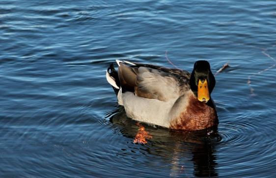 Seu sentimento de compaixão e o amor que as criaturas lhe devotavam-no lago rieti Ao atravessar o lago de Rieti, a fim de alcançar o eremitério de Greccio, certo pescador, por devoção, lhe ofereceu