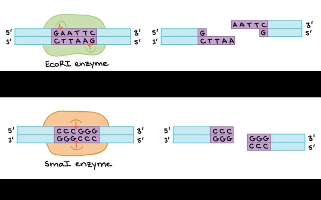 vector NTI (Invitrogen) tool recognized by ContigExpress can be used to visualize the sequencing files.