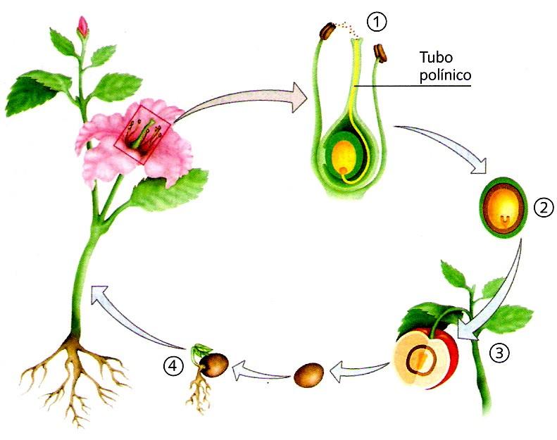 Ciclo de vida de uma Angiosperma Polinização