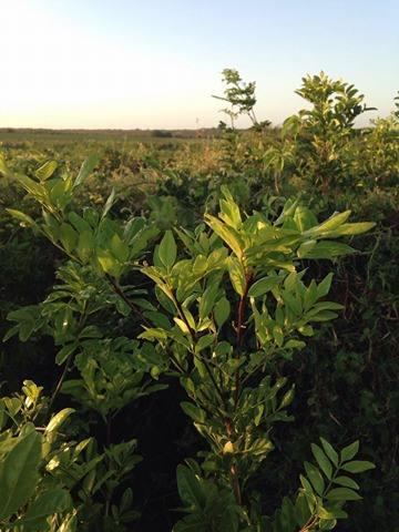 12 consideravelmente encontrado no Brasil, desde o norte do Pará ao Rio Grande do Sul (JOSEPH, 1967) sendo que, os estados que mais produzem esse material vegetal são Pará, Maranhão e Piauí (MARQUES