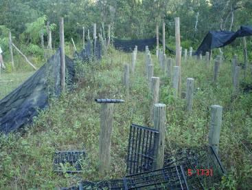 Foto 40 Horta em fundo de quintal produção familiar em Maria Rosa (Maria Cristina M.