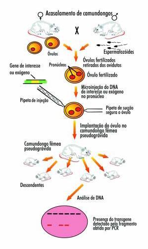 Eficiência da Microinjeção de DNA: 2% camundongo 0,1 a