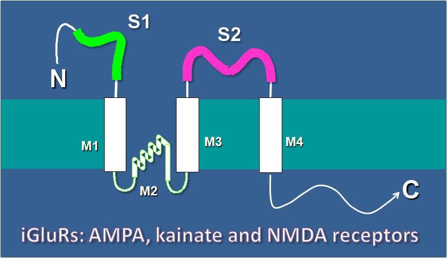 16 Fig. 3 - Membrane topology of iglur. S1 N-terminal domain; S2 Ligand-binding region; M1, M3 and M4 Transmembrane domain; M2 Re-entrant pore loop (From VanDongen Lab: http://people.duke.