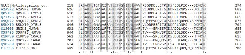 galloprovincialis (GLU4 and GLU5). Residues that are conserved across all sequences are highlighted in grey.
