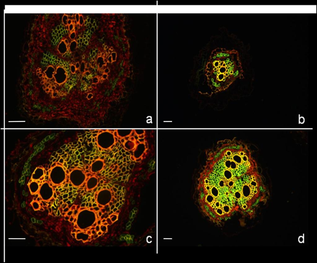 Figura 2: Micrografias de secções transversais de raízes de A. stenosperma inoculadas (c e d) e não inoculadas (a e b) com M.