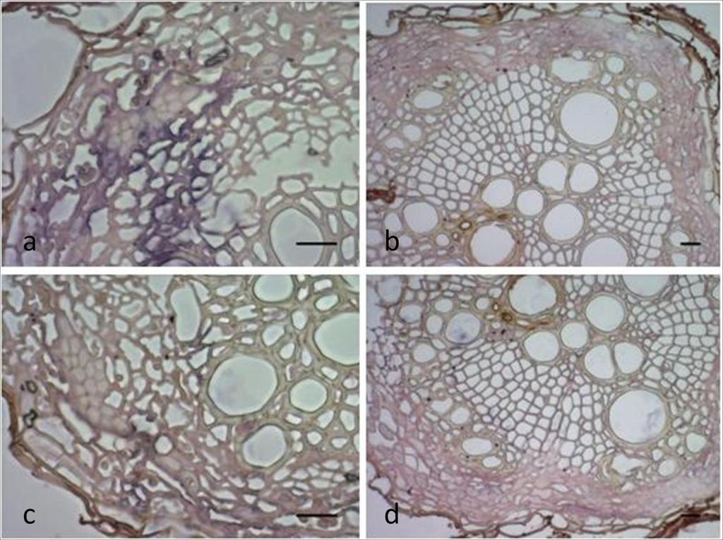 Figura 4: Micrografias de secções de raízes não inoculadas de A.