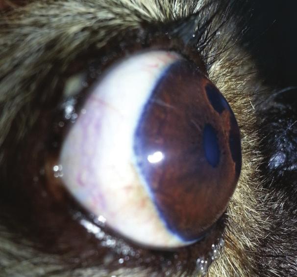 (B) Córnea do mesmo cão vista na tangencial, demonstrando ausência de edema corneano ao redor das lesões, com discreta irregularidade da superfície da córnea da lesão dorsal (seta).