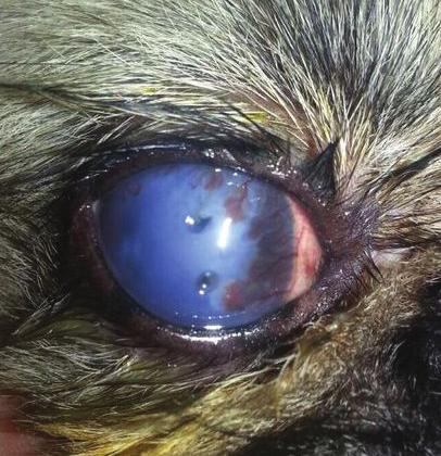 FIGURA 1: A. Córnea de um cão com intenso edema, neovascularização e hemorragia estromal, melanose em canto nasal e dois pontos de ulceração profunda no centro da córnea. B.