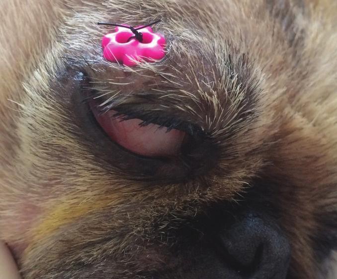 Após o procedimento, o animal foi mantido com colar elizabetano, evitando-se assim trauma FIGURA 8 (A) Córnea do cão no