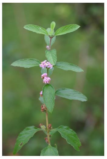 Estudo demonstrou a eficácia da utilização desse composto isolado para anestesia em peixes (CUNHA et al., 2010). Figura 2 Aloysia triphylla. Figura 3 Lippia alba. Figura 4 Eugenol Fonte: http://jb.