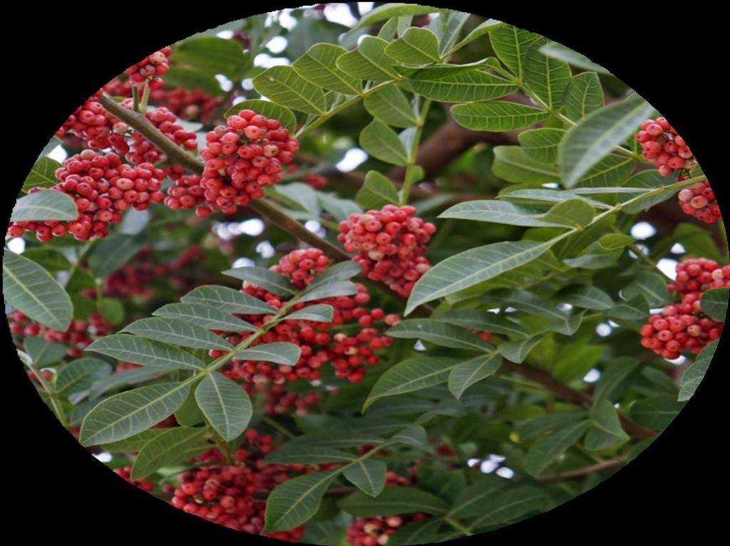 AROEIRA Schinus terebinthifolia Bastante resistente, a aroeira é uma planta