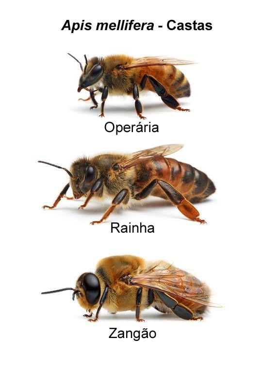 GUIA TECTV APICULTURA Vol. 2 os segredos do campo revelados para você Organização da colméia É importante para o apicultor conhecer as castas e suas diversas etapas de desenvolvimento e comportamento.