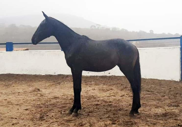 LOTE 13 Itália da Pedra Azul NASC: 20/11/2019