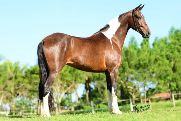 LOTE 34 Kyara Cruz Divina REG: 164092 NASC: 10/10/2015