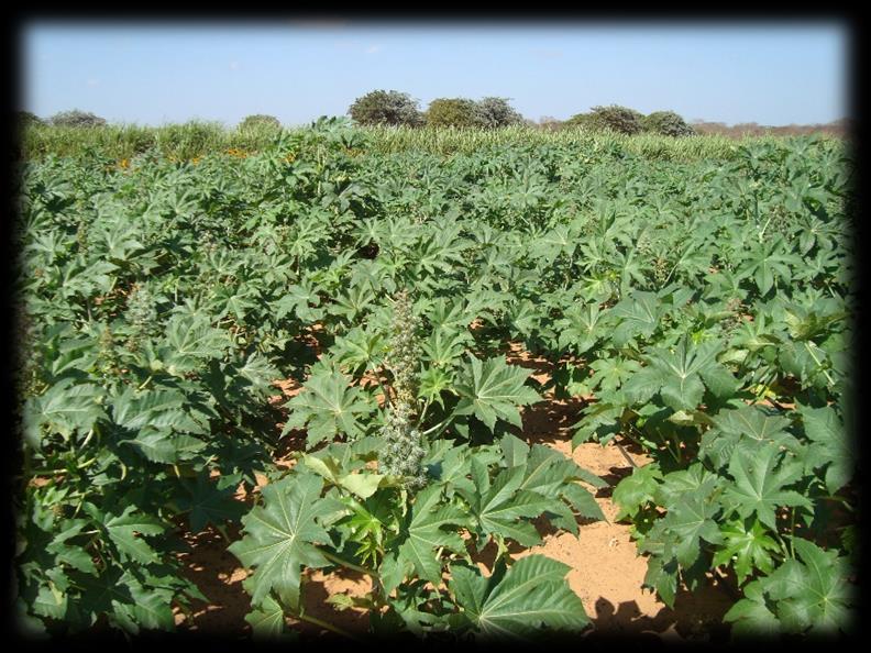 39 Tabela 02 - Análise química das diferentes qualidades de água utilizados na irrigação nos dois ciclos de cultivo da mamoneira.