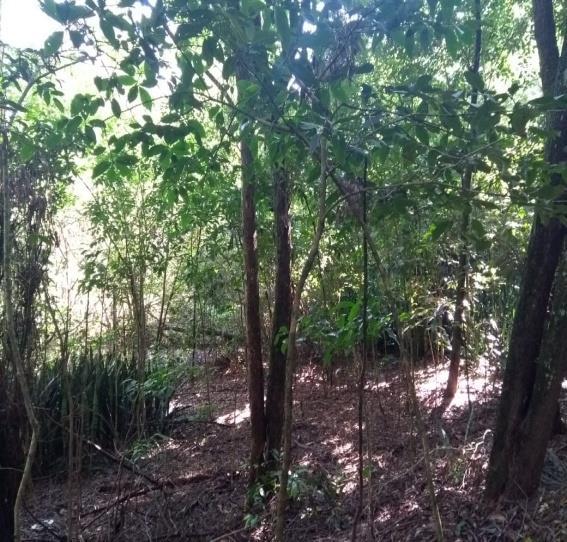 indivíduos isolados de Eucalipto (Eucalyptus), Mangueira (Mangifera), pois na área no