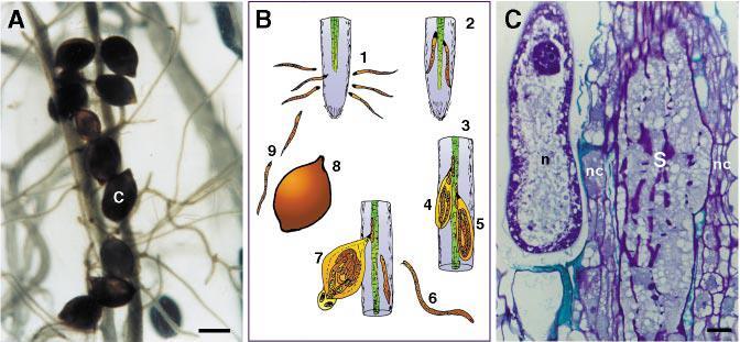 Heterodera Ciclo Nematoide-de-Cisto ccisto nnematoide SSincício 1 Infecção - juvenil 2º.