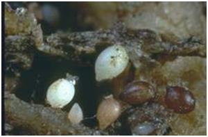 H. cacti (Cactodera cacti )