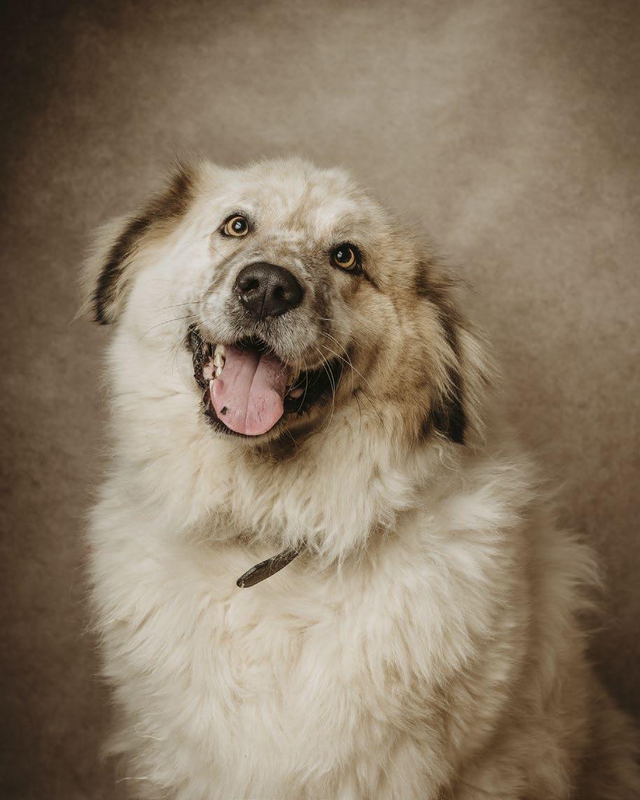 FICA VIDAS CANINAS INTERROMPIDAS 23 SETEMBRO» 24 OUTUBRO 21 PRAÇA DO SERTÓRIO RETRATOS DE CÃES