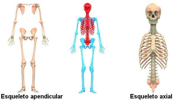 ESQUELETO O esqueleto pode ser dividido em esqueleto axial e apendicular.