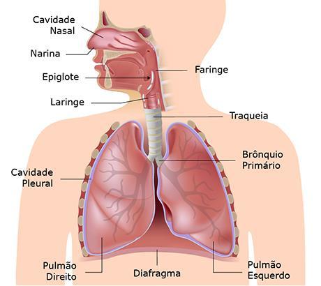 SISTEMA RESPIRATÓRIO 1- Observe o sistema respiratório com muita atenção e depois pinte o desenho: 2- Agora escreva no CADERNO as partes que compõe o sistema respiratório: 3- Veja o caminho que o ar