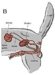 Esquematização do Sistema Urinário da fêmea (A) e do macho (B). 2.