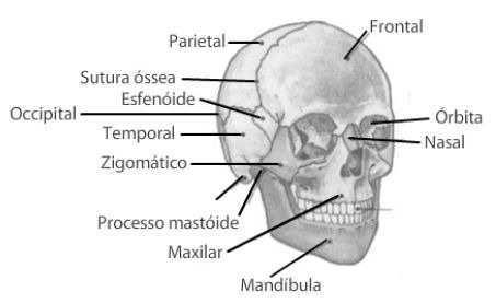 A união dos esqueletos axial e apendicular ocorre através das cinturas.