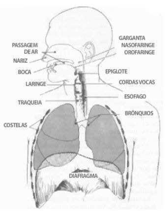 Coluna vertebral Estrutura óssea central, composta de 33 vértebras, dividida em cinco regiões: Coluna cervical (pescoço): composta de 07 vértebras; Coluna torácica (parte superior do dorso): composta