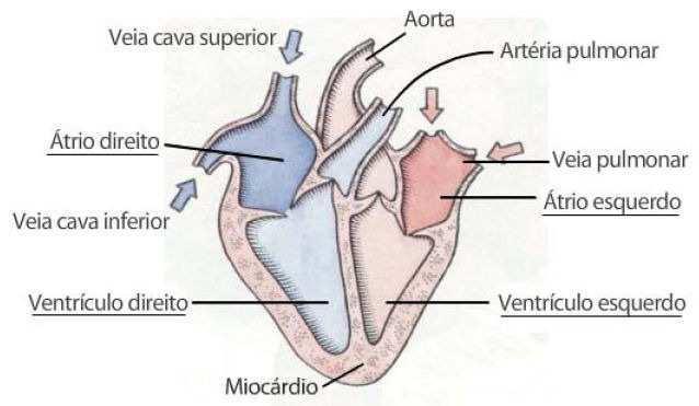 Átrio direito Desembocam as veias cavas superior e inferior. Comunica-se com o ventrículo direito através da valva tricúspide (possui três cúspides).