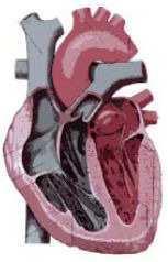 Ventrículo direito Nele chega sangue rico em CO2 proveniente do átrio direito, que posteriormente é expulso para a artéria pulmonar.
