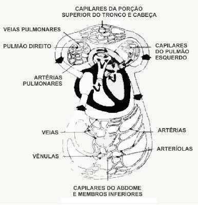 O sistema é completamente fechado, com dois conjuntos de capilares conectando arteríolas e vênulas nos pulmões e nos tecidos do restante do organismo.