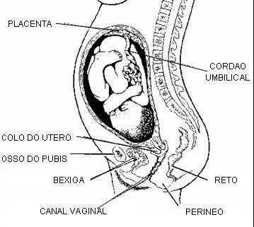 20. PARTO DE EMERGÊNCIA Fases do trabalho de parto Primeira Fase Dilatação: A dilatação do colo uterino tem início com as contrações e termina no momento em que o feto entra no canal de parto.