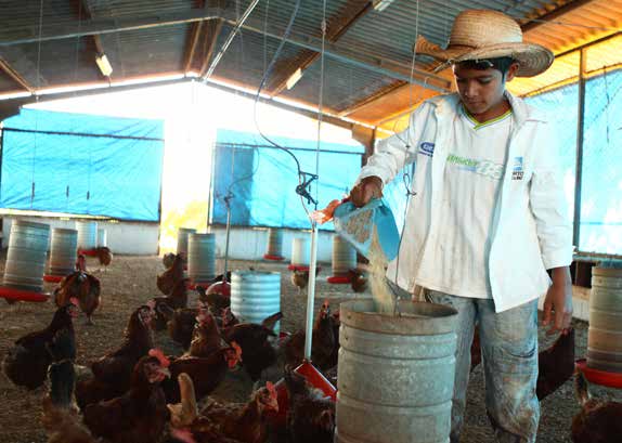 NOVAS METODOLOGIAS, CONTEÚDOS E ESTRATÉGIAS PARA PROMOVER A APRENDIZAGEM 43 campo grande - MS O currículo das escolas de Campo Grande valoriza práticas diversificadas do campo Educação do Campo em