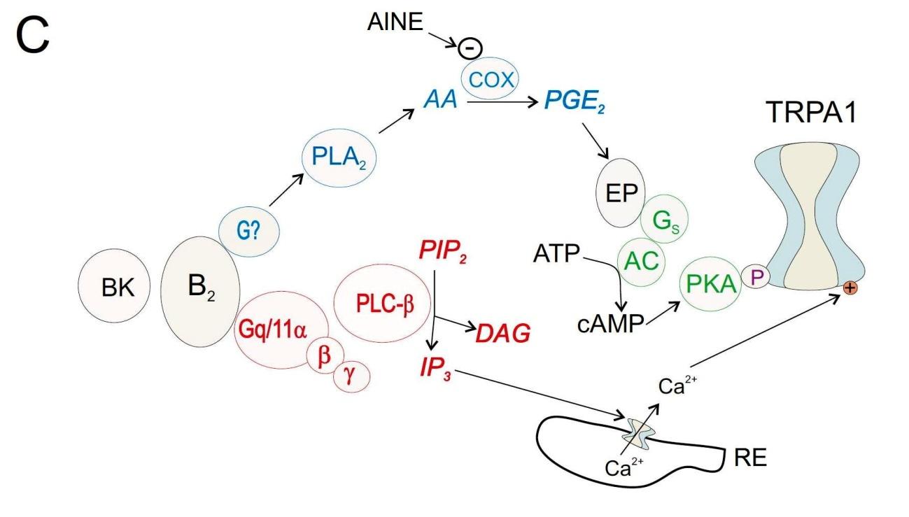 Fig. 4.2 C. B2 vias PLA 2 e PLC-beta ao TRPA1.