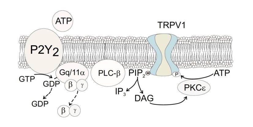 Canal TRPV1 A próxima pergunta óbvia é como a ativação do purinoceptor acoplado à proteína G dois (P2Y 2 ) leva à hipersensibilidade térmica, a qual foi perdida nos camundongos nocautes para TRPV1.