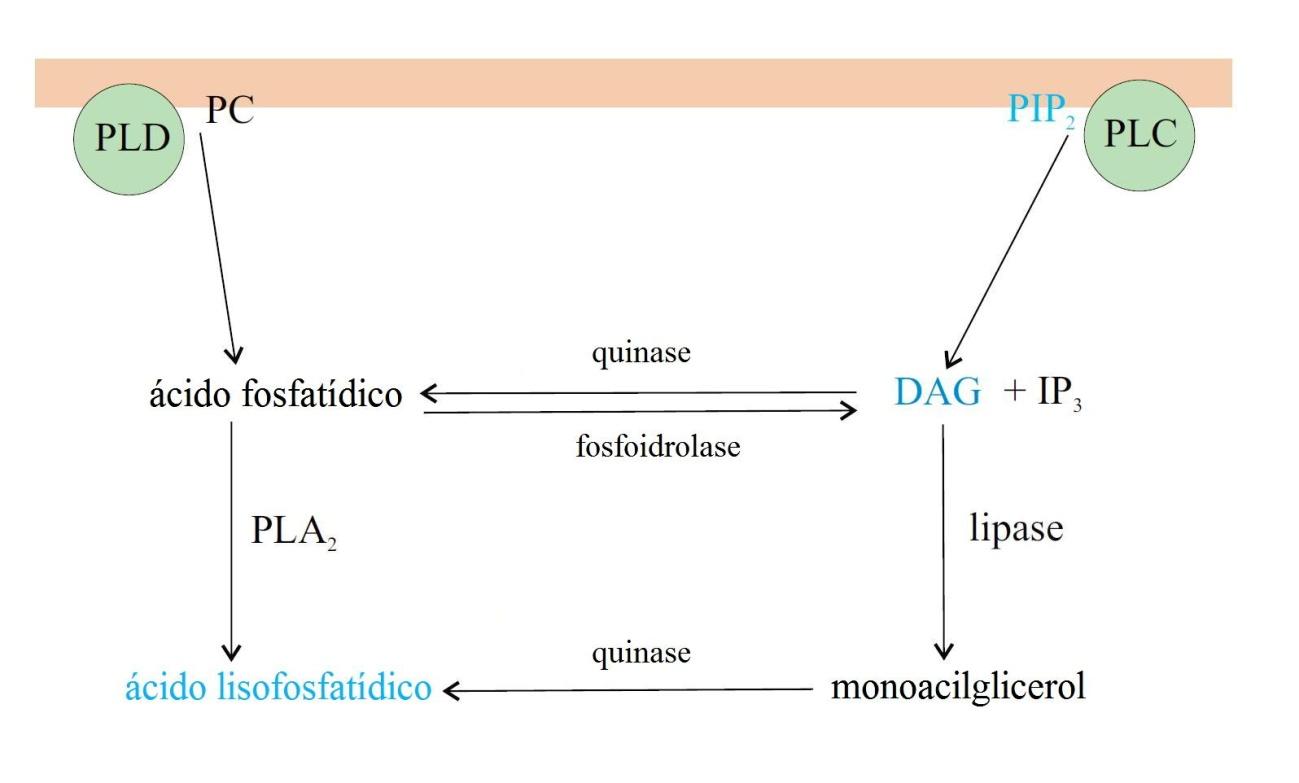 Ácido Lisofosfatídico O ácido lisofosfatídico (LPA 1-acil-sn-glicerol-3-fosfato), o glicerofosfolipídeo mais simples, é constituído por um mol de ácidos graxos por um mol de lipídeos; sendo que o